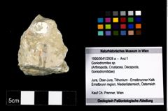 Foto (Objekt + Etikett) von Goniodromites sp.  (NHMW-GEO-1990-0041-2928a)